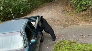 Dude cracks a bear in the head with flying object